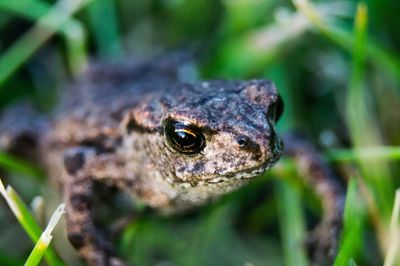 Close-up of lizard