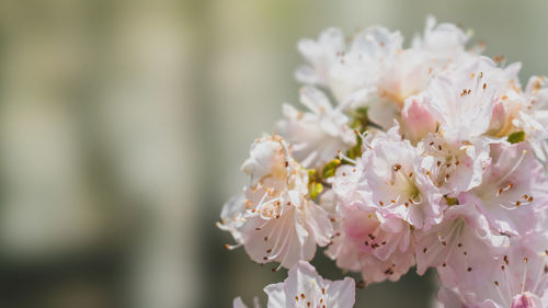 Close-up of white cherry blossom tree