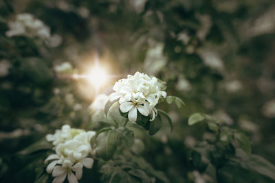 Close-up of white flowering plant