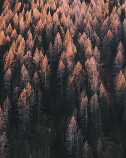 High angle view of pine trees in forest during autumn