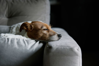 Cute dog sleeping on sofa, close up portrait