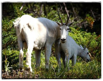 Sheep grazing on field