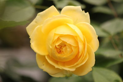 Close-up of yellow rose