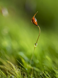 Close-up of lizard on grass