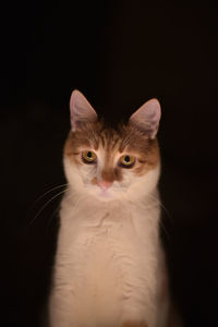 Portrait of cat against black background