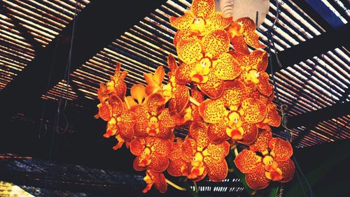 Close-up of orange flowers