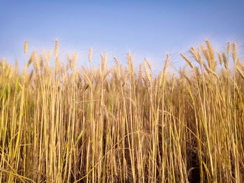Wheat field against sky