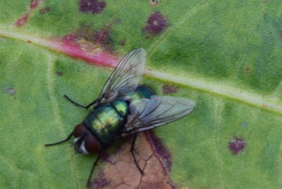 Close-up of insect on leaf