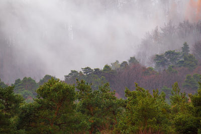 Panoramic view of forest against sky