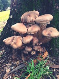 Close-up of mushrooms on tree trunk