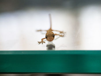 Close-up of gecko on table
