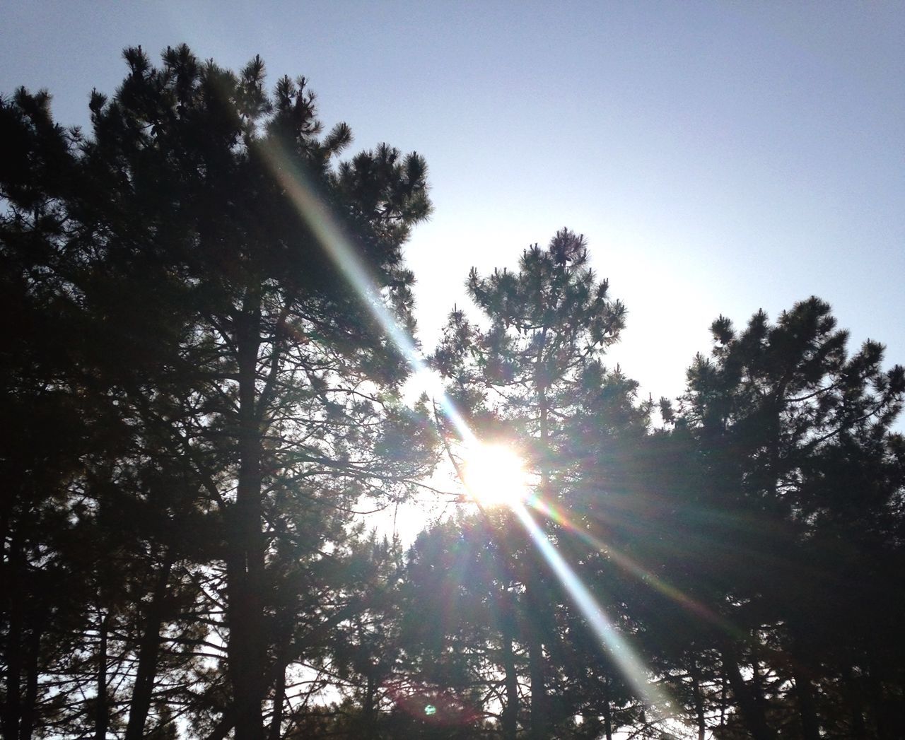 sun, sunbeam, lens flare, sunlight, tree, bright, tranquility, clear sky, back lit, low angle view, beauty in nature, sunny, nature, growth, streaming, tranquil scene, shining, silhouette, shiny, scenics