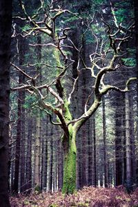 Trees in forest