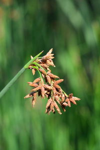 Close-up of wilted plant