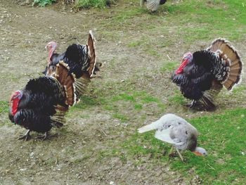 High angle view of turkeys on field