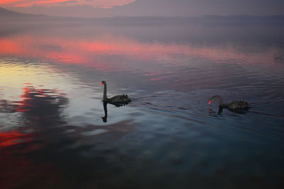 High angle view of duck in lake