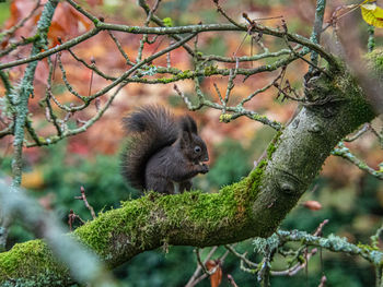 Squirrel  on a tree