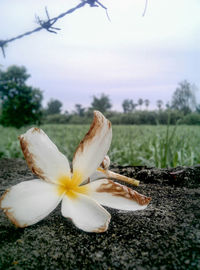 Close-up of white flowers blooming in field