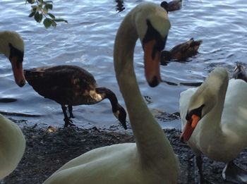 Swans and ducks swimming on lake