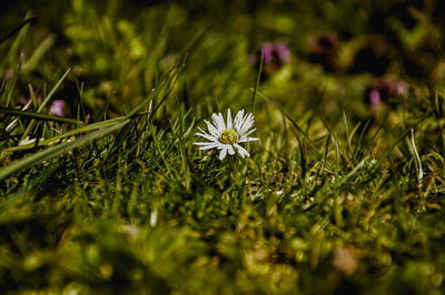 Close-up of purple flowering plants on land
