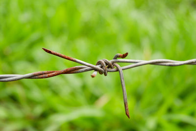 Close-up of barbed wire on fence