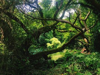 Trees growing in forest