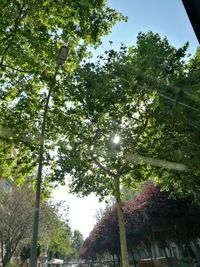 Low angle view of trees against clear sky