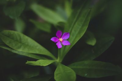 Close-up of pink flowering plant