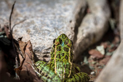 Close-up of frog on rock