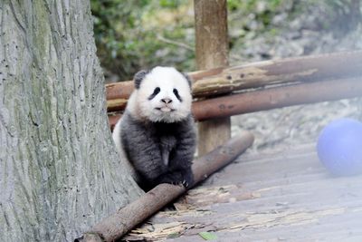 Panda by tree trunk in forest