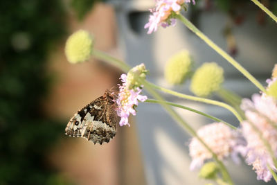 Close-up of butterfly pollinating on flower