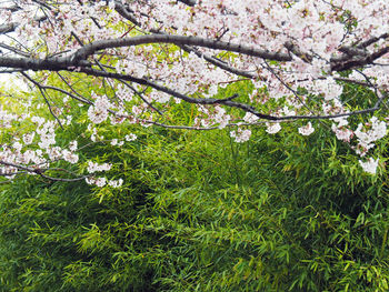 Close-up of flowers on tree