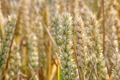 Wheat grains, grown wheat, grain in the field, ripe grain, nature in the countryside