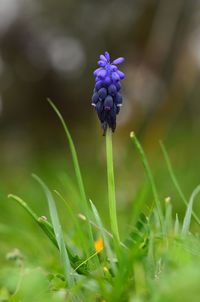 Close-up of purple flowers