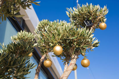 Low angle view of christmas tree against sky