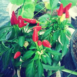 Close-up of red flowers