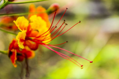 Close-up of red flowering plant