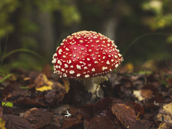 mushroom