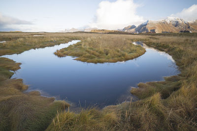 Meander in a meadow north of the lofoten islands