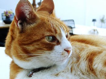 Close-up portrait of ginger