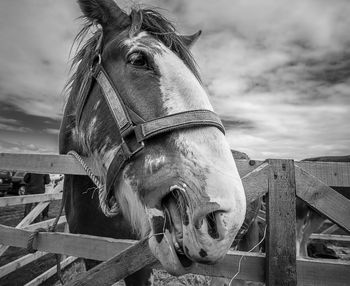 Close-up of horse in pen against cloudy sky