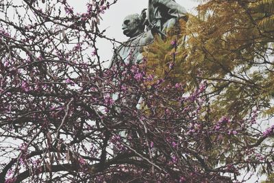 Low angle view of pink flower tree against sky