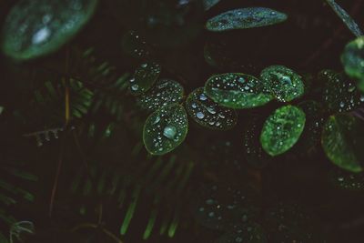 Close-up of water drop on leaf