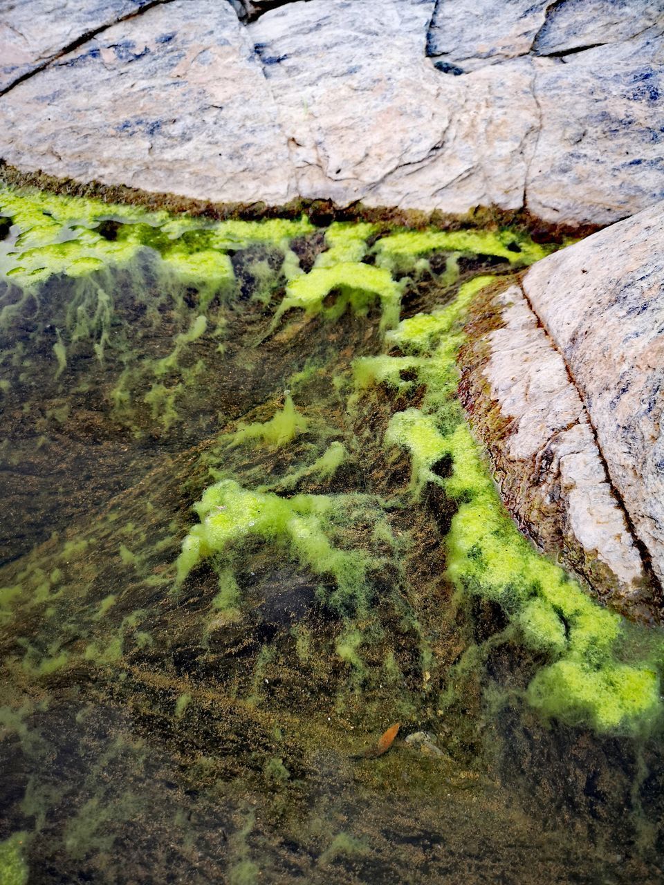 HIGH ANGLE VIEW OF MOSS ON ROCK