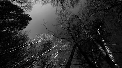 Low angle view of tree against sky