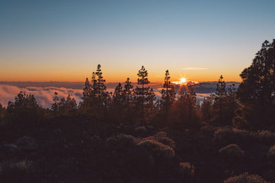 Plants and trees against sky during sunset