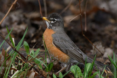 Close-up of bird perching on a field