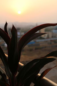 Close-up of flower against sky at sunset