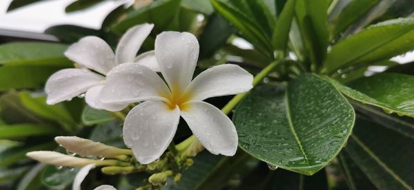 Close-up of raindrops on white flowering plant