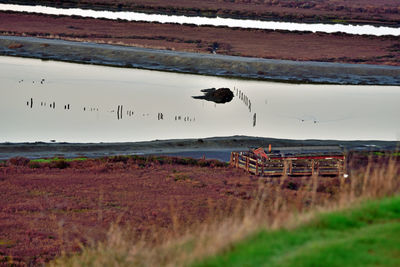 View of birds on land